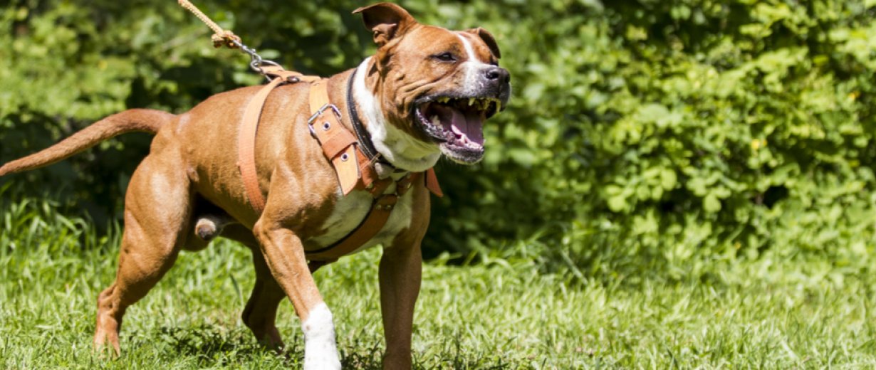 Aggressiver Hund greift Passanten an RPR1.